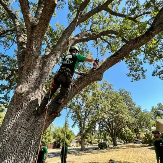 Certified arborist climbing a New Orleans oak tree with chainsaw