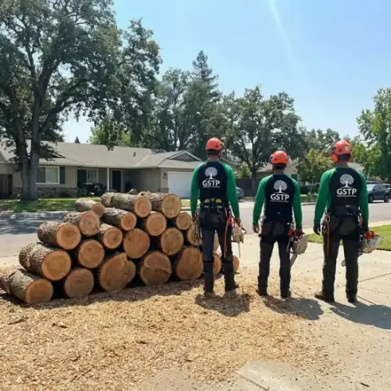 Freshly cut oak logs from a New Orleans tree removal